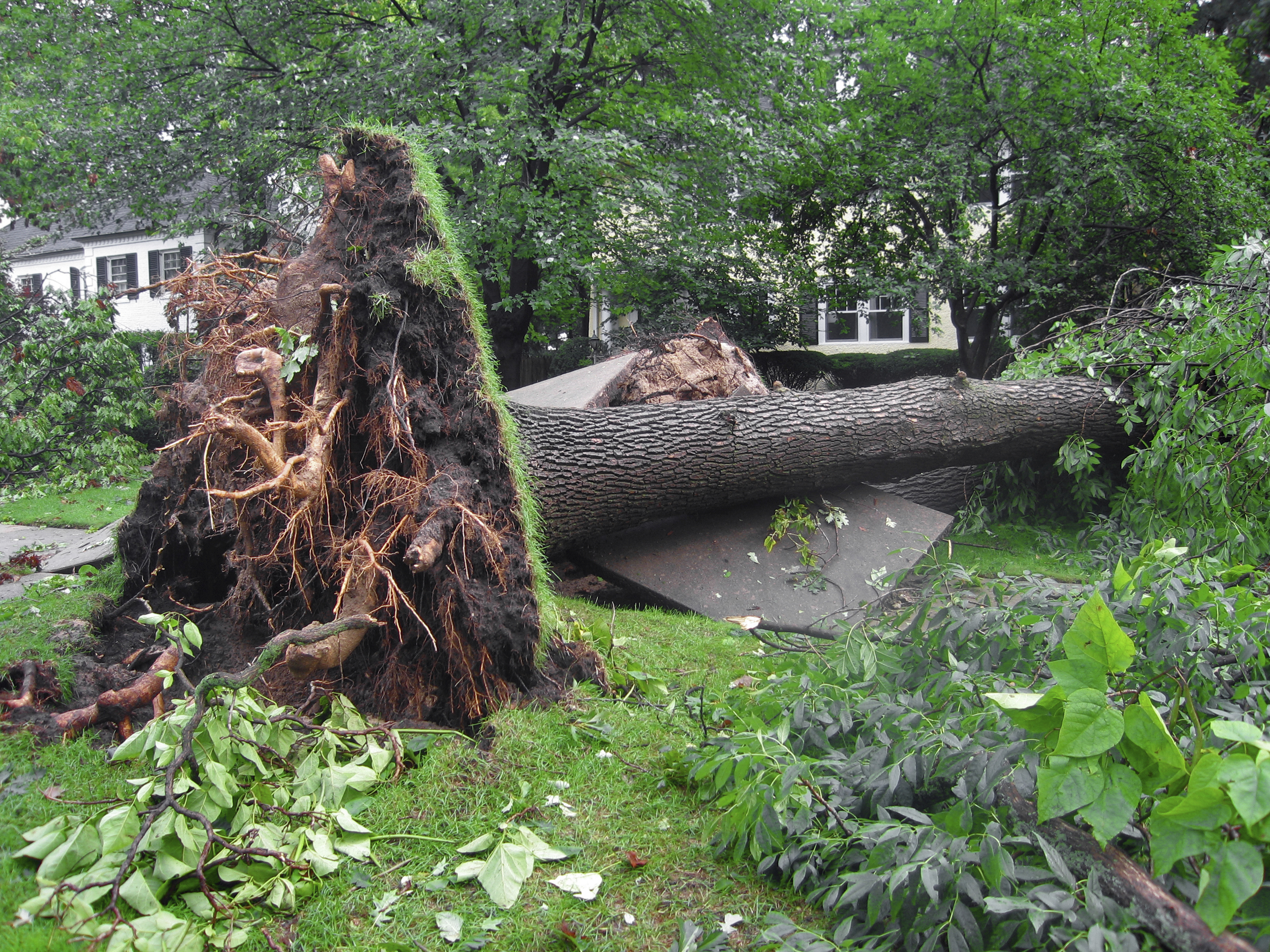 Uprooted Tree from a Storm